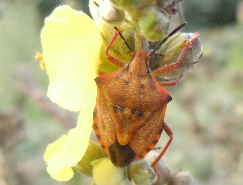 Carpocoris